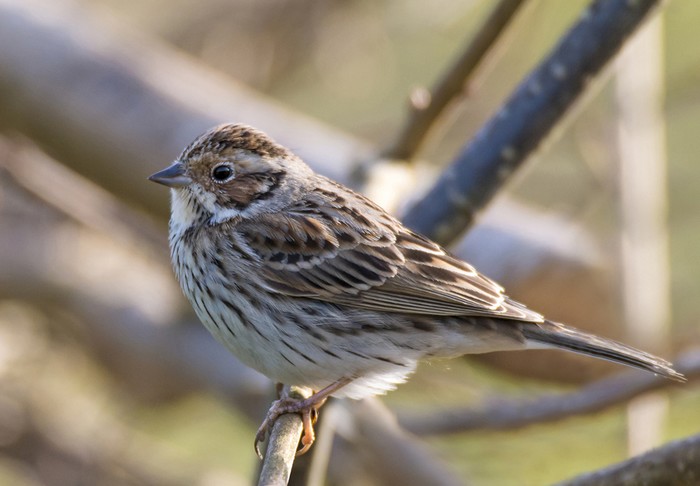 Little Bunting