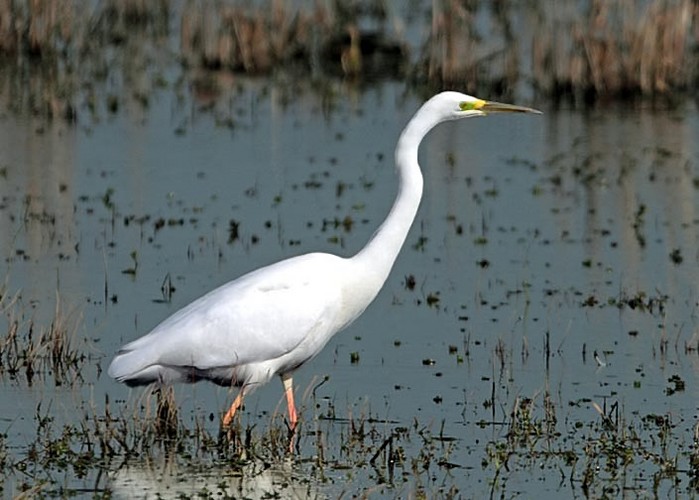 Great White Egret