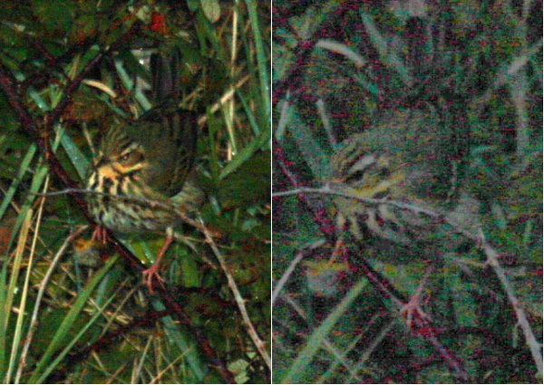 Olive-backed Pipit