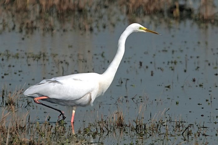 Great White Egret