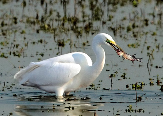 Great White Egret