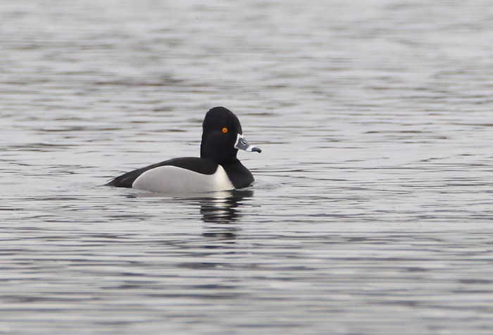 Ring-necked Duck