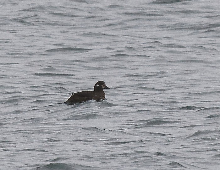 Harlequin Duck