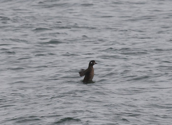 Harlequin Duck
