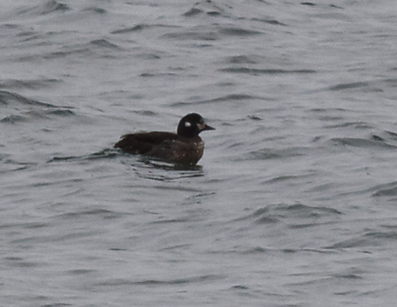 Harlequin Duck