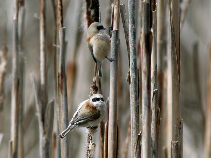 Penduline Tit