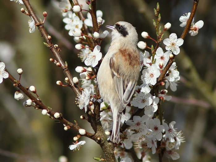 Penduline Tit