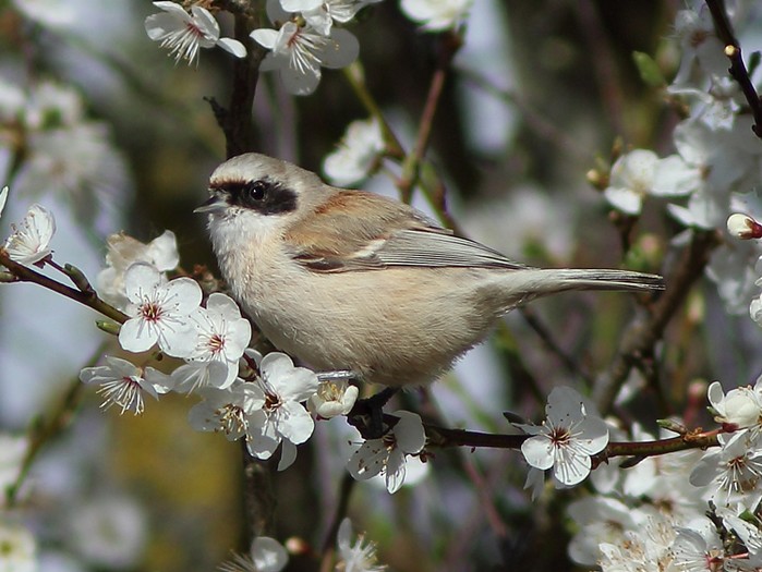 Penduline Tit