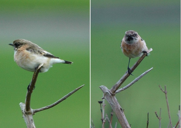 Siberian Stonechat