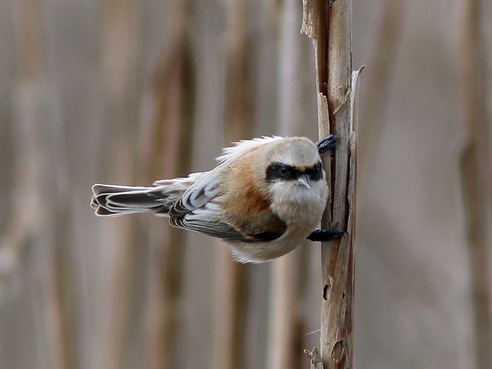 Penduline Tit