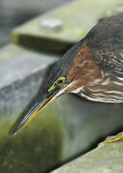 Green Heron