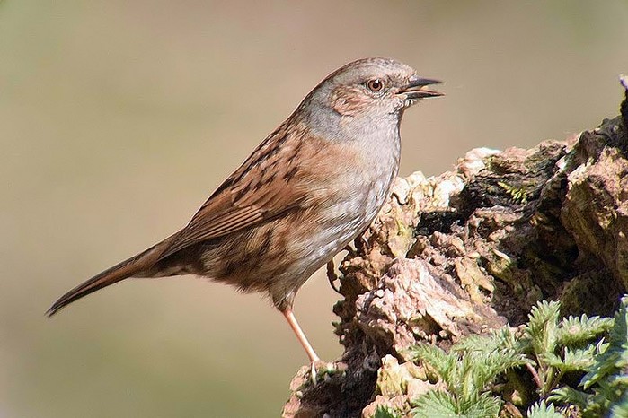 Dunnock