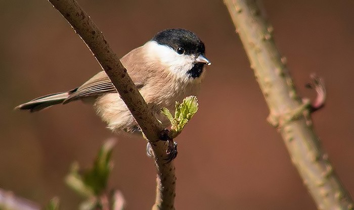 Marsh Tit