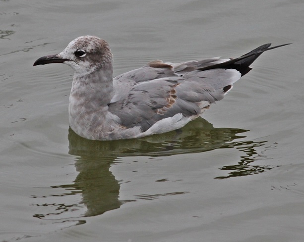 Laughing Gull