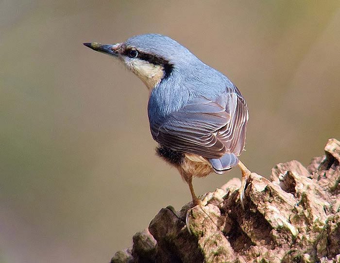 Nuthatch