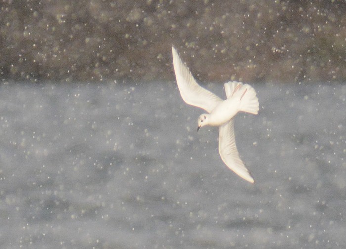 Bonaparte's Gull