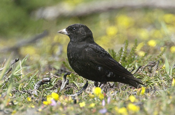 Black Lark