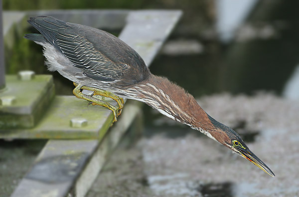 Green Heron