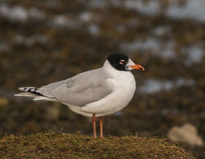 Mediterranean Gull