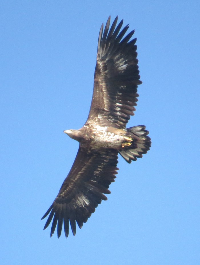 White-tailed Eagle