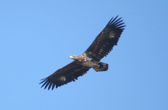 White-tailed Eagle