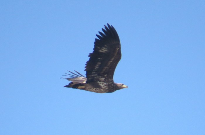 White-tailed Eagle