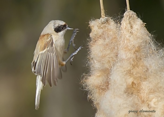 Penduline Tit