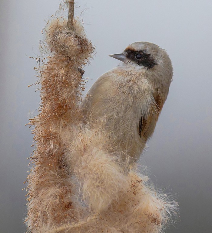 Penduline Tit