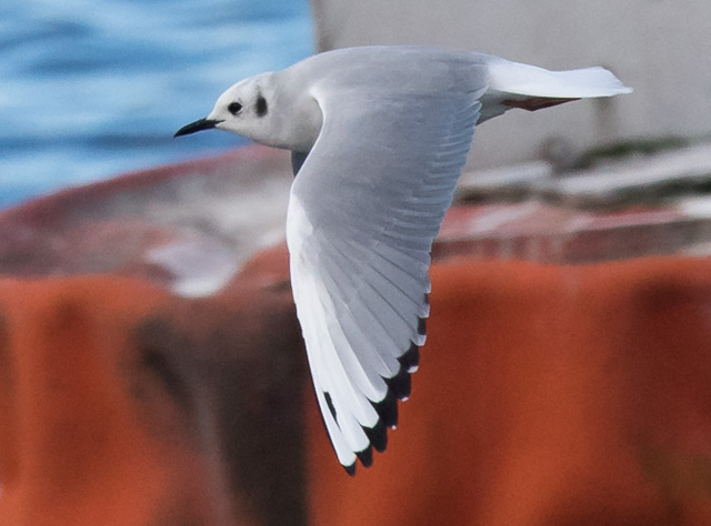 Bonaparte's Gull