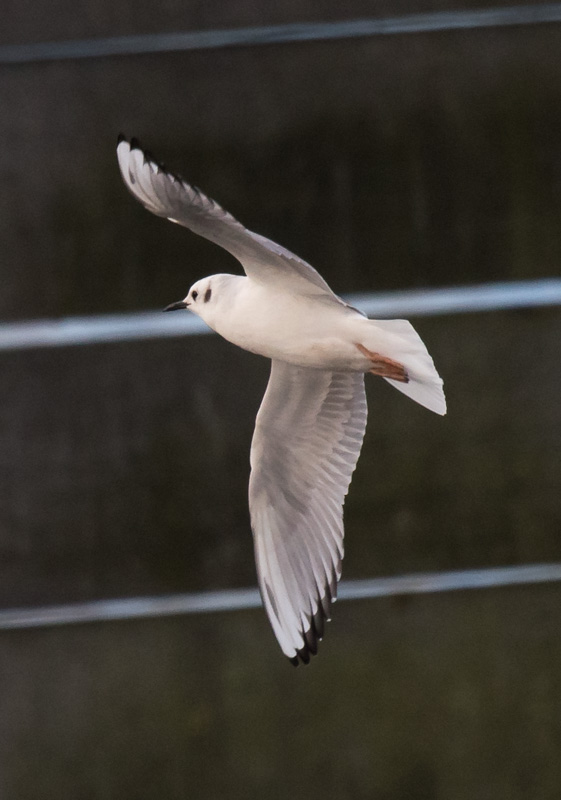 Bonaparte's Gull