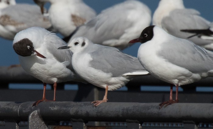 Bonaparte's Gull