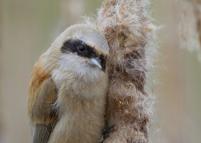 Penduline Tit