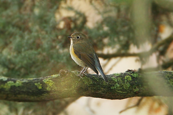 Red-flanked Bluetail