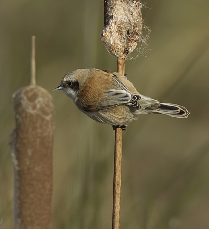 Penduline Tit