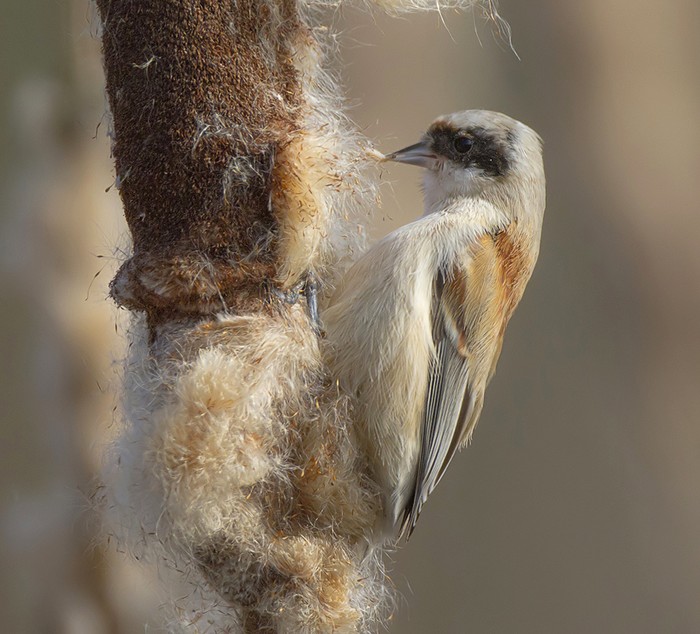 Penduline Tit