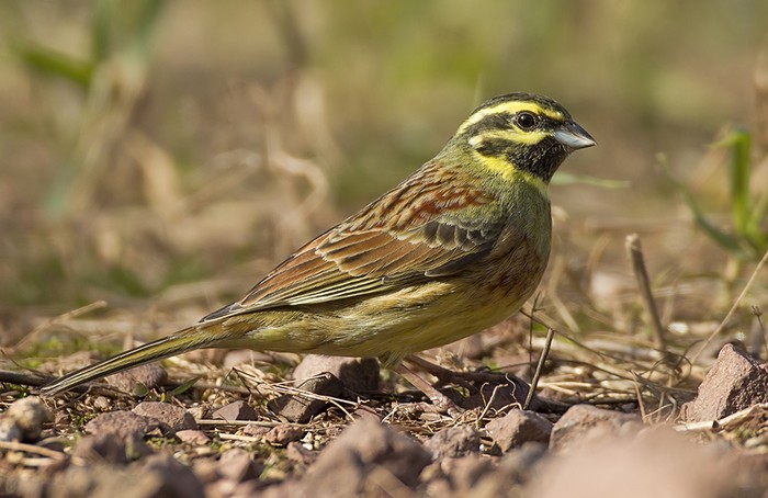 Cirl Bunting