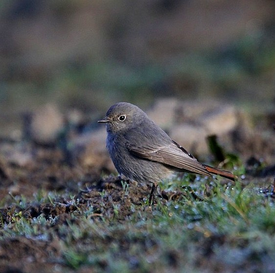 Black Redstart