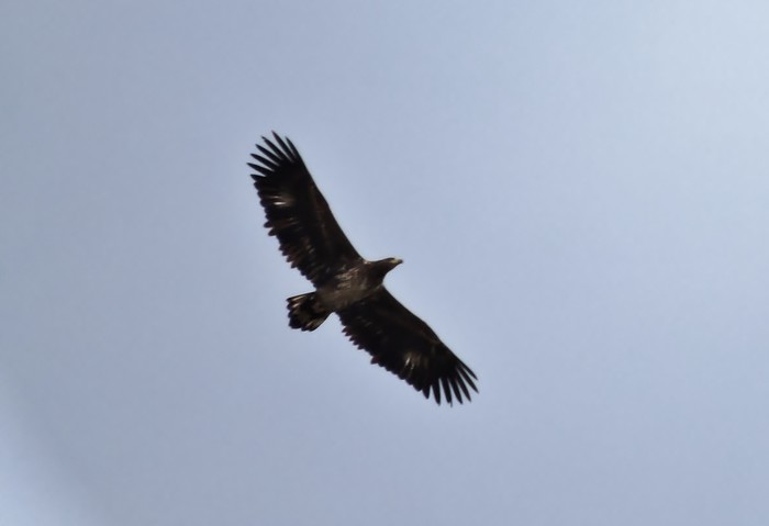 White-tailed Eagle