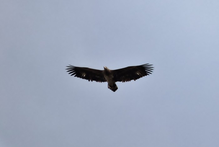 White-tailed Eagle