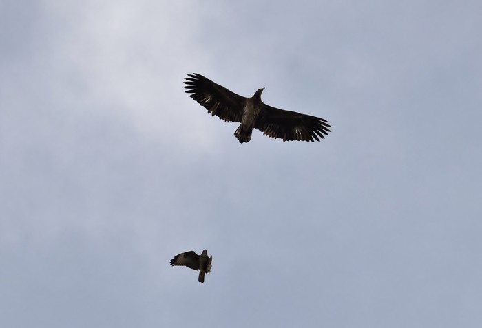 White-tailed Eagle