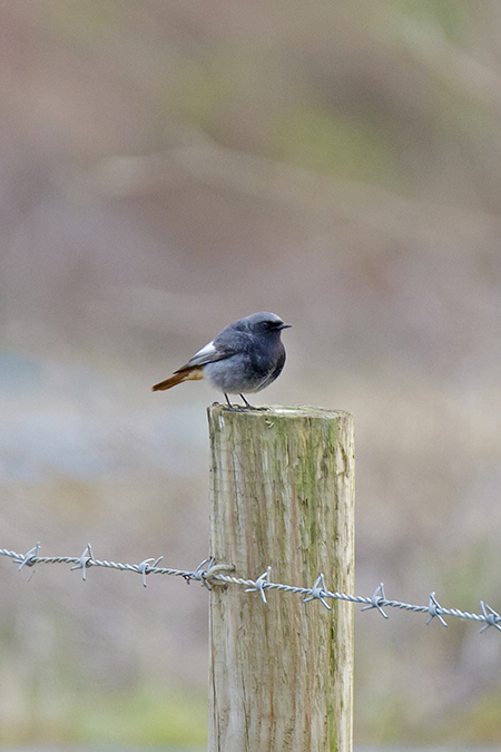 Black Redstart