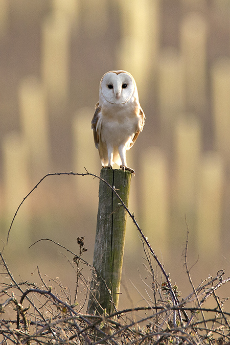 Barn Owl