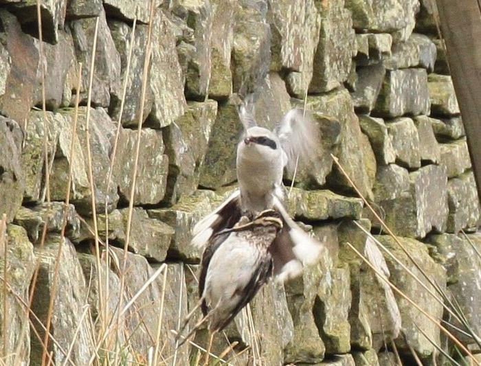 Great Grey Shrike