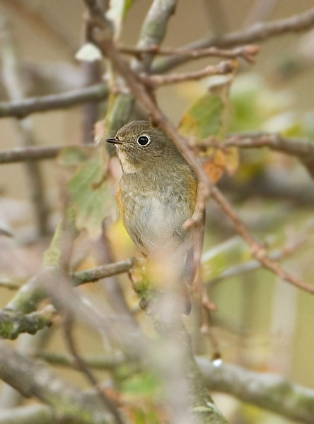 Red-flanked Bluetail