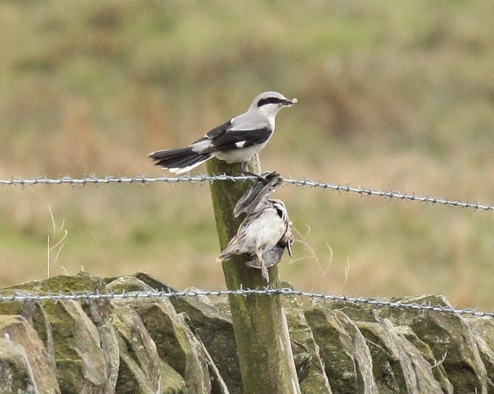 Great Grey Shrike