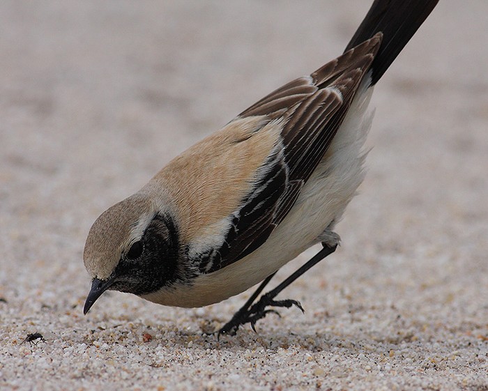 Desert Wheatear