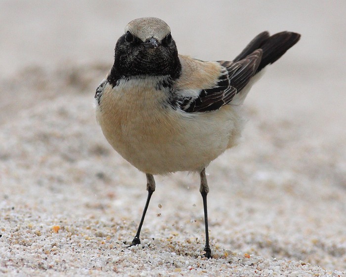 Desert Wheatear