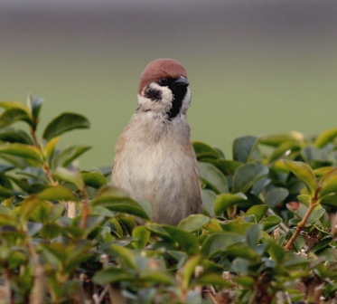 Tree Sparrow