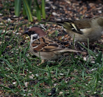 Tree Sparrow