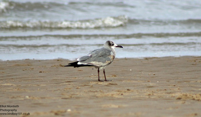 Laughing Gull